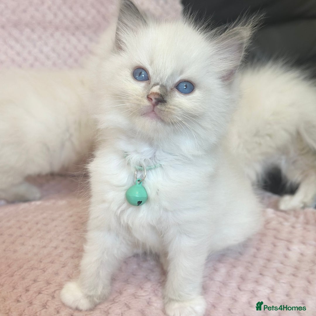 Ragdoll cats for sale: Affectionate, Cuddly, Playful Kittens - Image 5