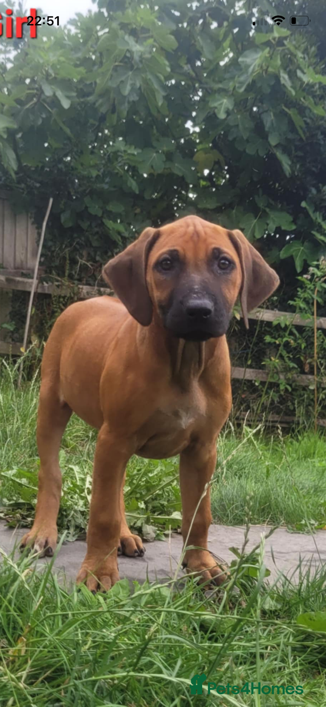 Rhodesian Ridgeback dogs for sale: KC reg chunky handsome pups - Image 20