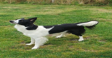 Mixed Breed dogs - Advert 7