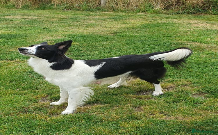 Mixed Breed dogs - Advert 3
