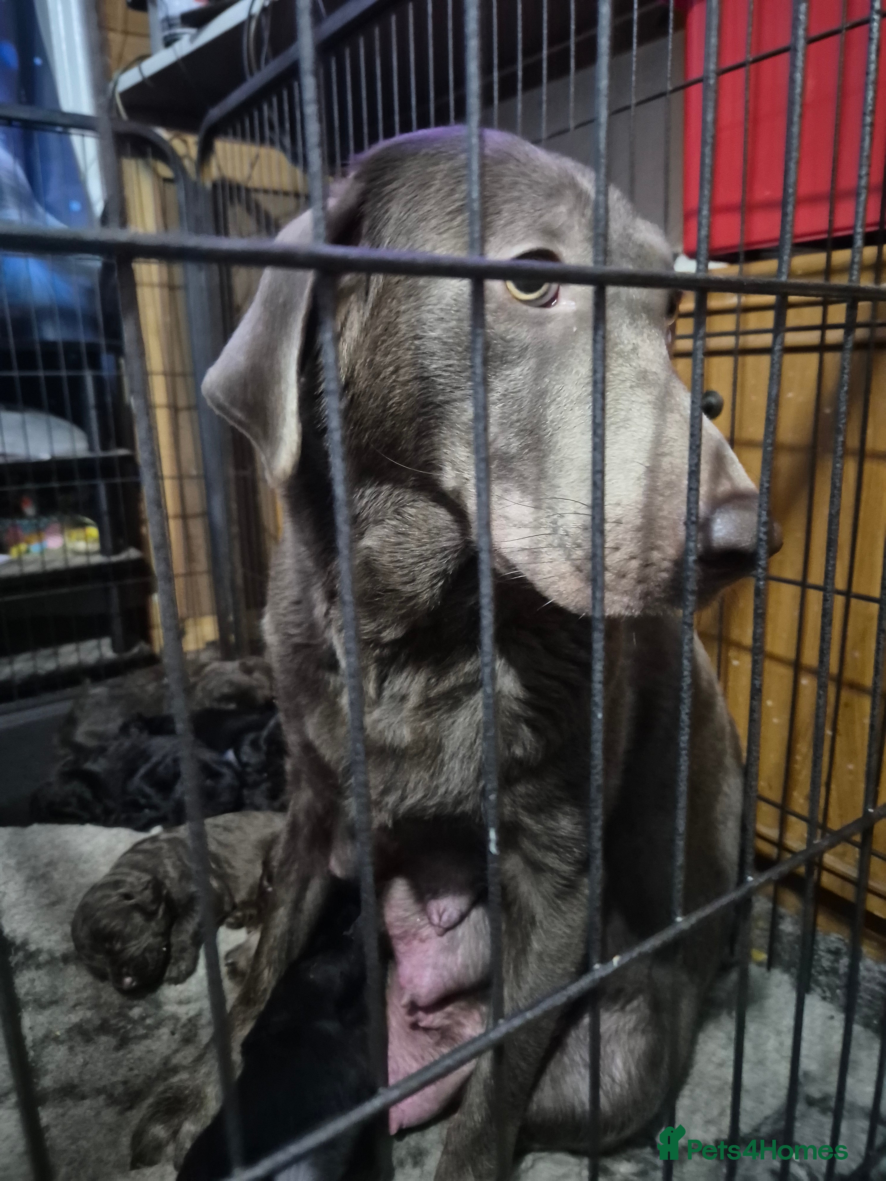 Mixed Breed dogs Labrador German shepherd - Advert 2