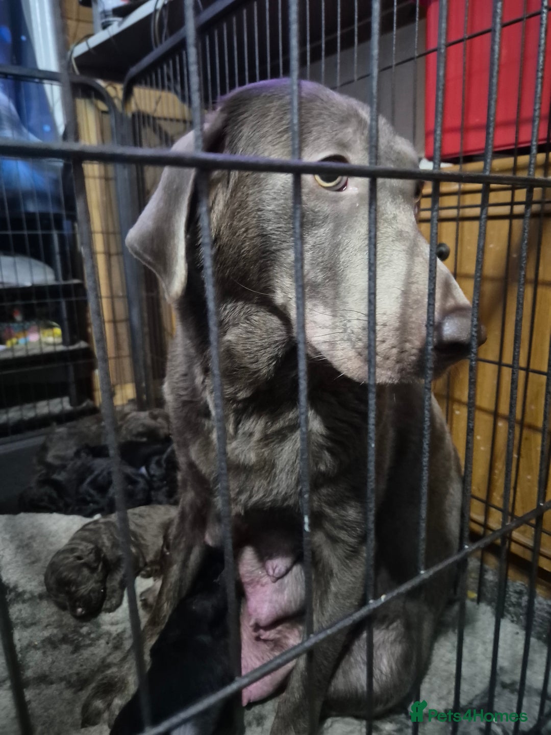 Mixed Breed dogs for sale: Labrador German shepherd - Advert 1