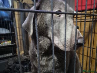 Mixed Breed dogs Labrador German shepherd - Advert 9