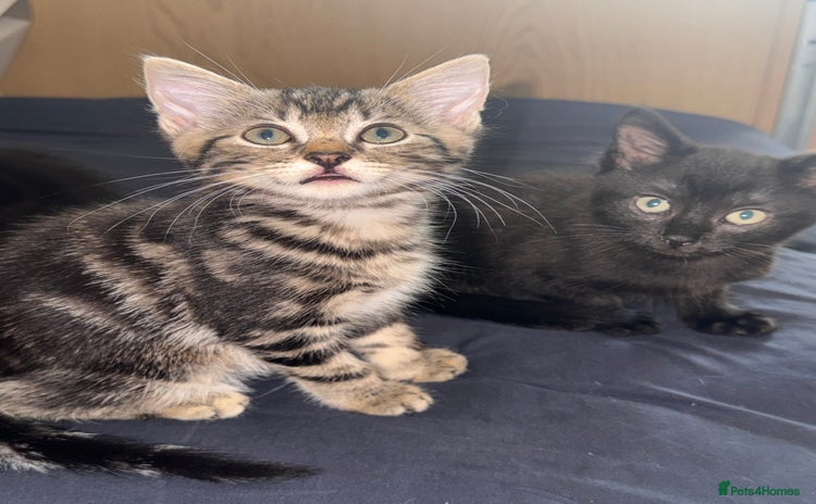 Mixed Breed cats - Advert 8