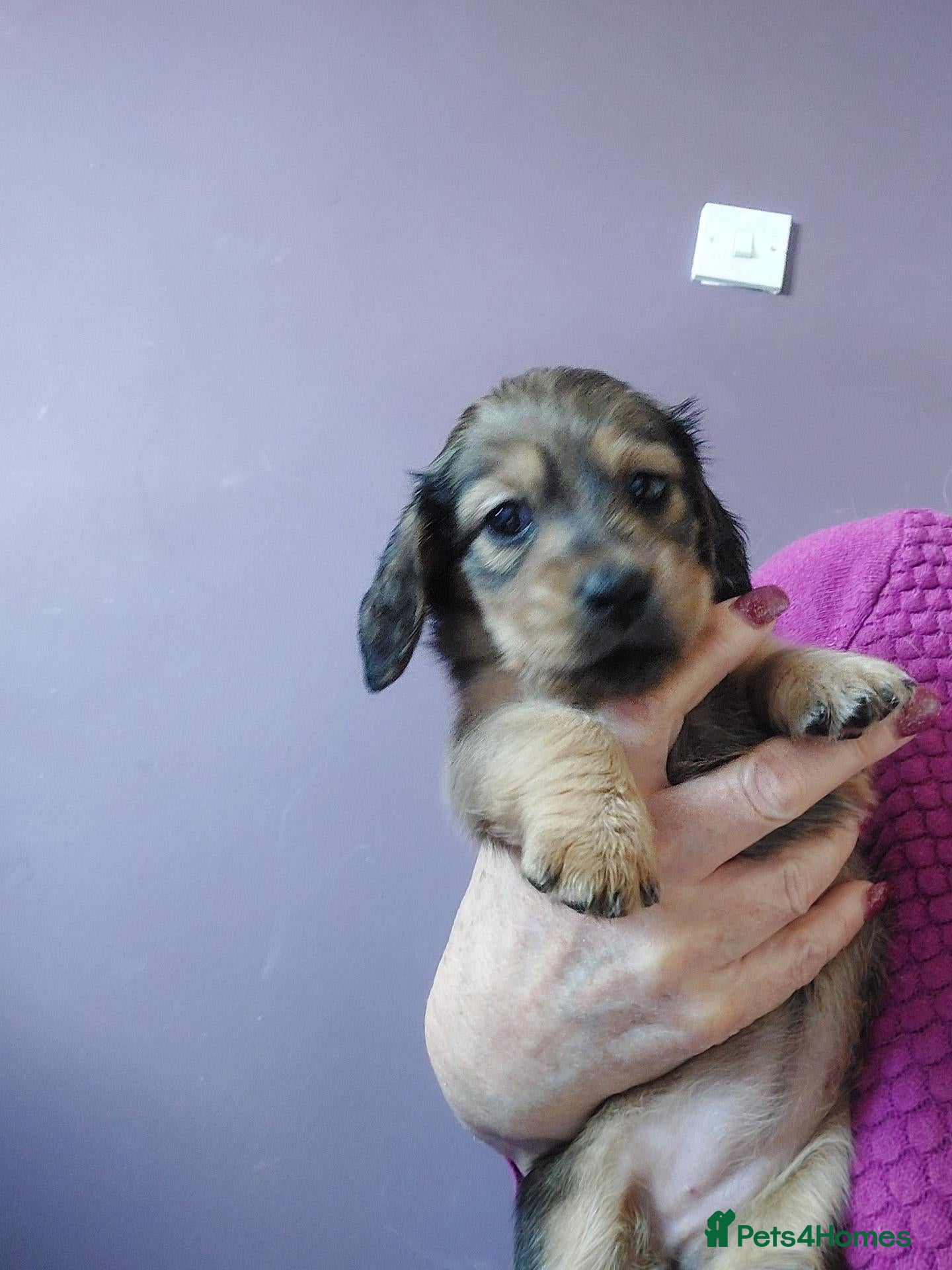 Miniature Dachshund dogs for sale: PEDIGREE MINI LONG HAIRED DACHSHUNDS PICS COMING - Advert 1