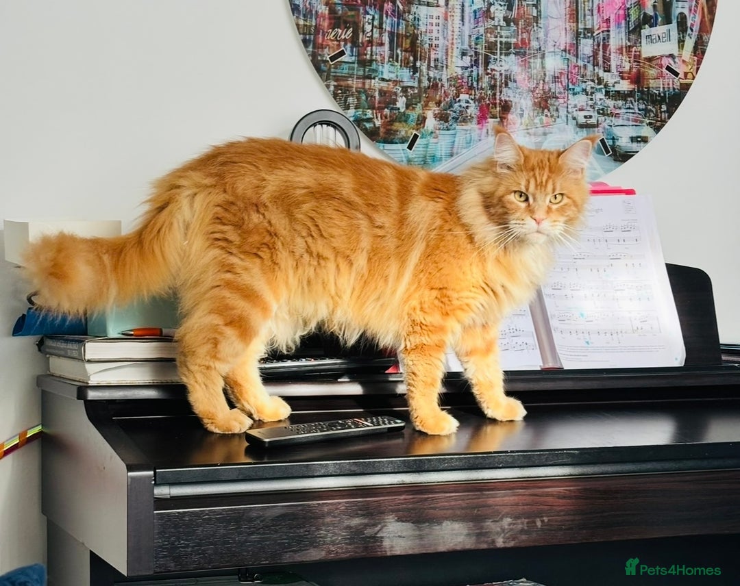Maine Coon cats for sale: Pure breed main coon boys looking for loving home - Image 11