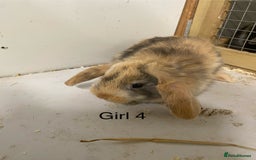 Mini Lop rabbits for sale: Beautiful Lop eared bunnies  - Advert 9