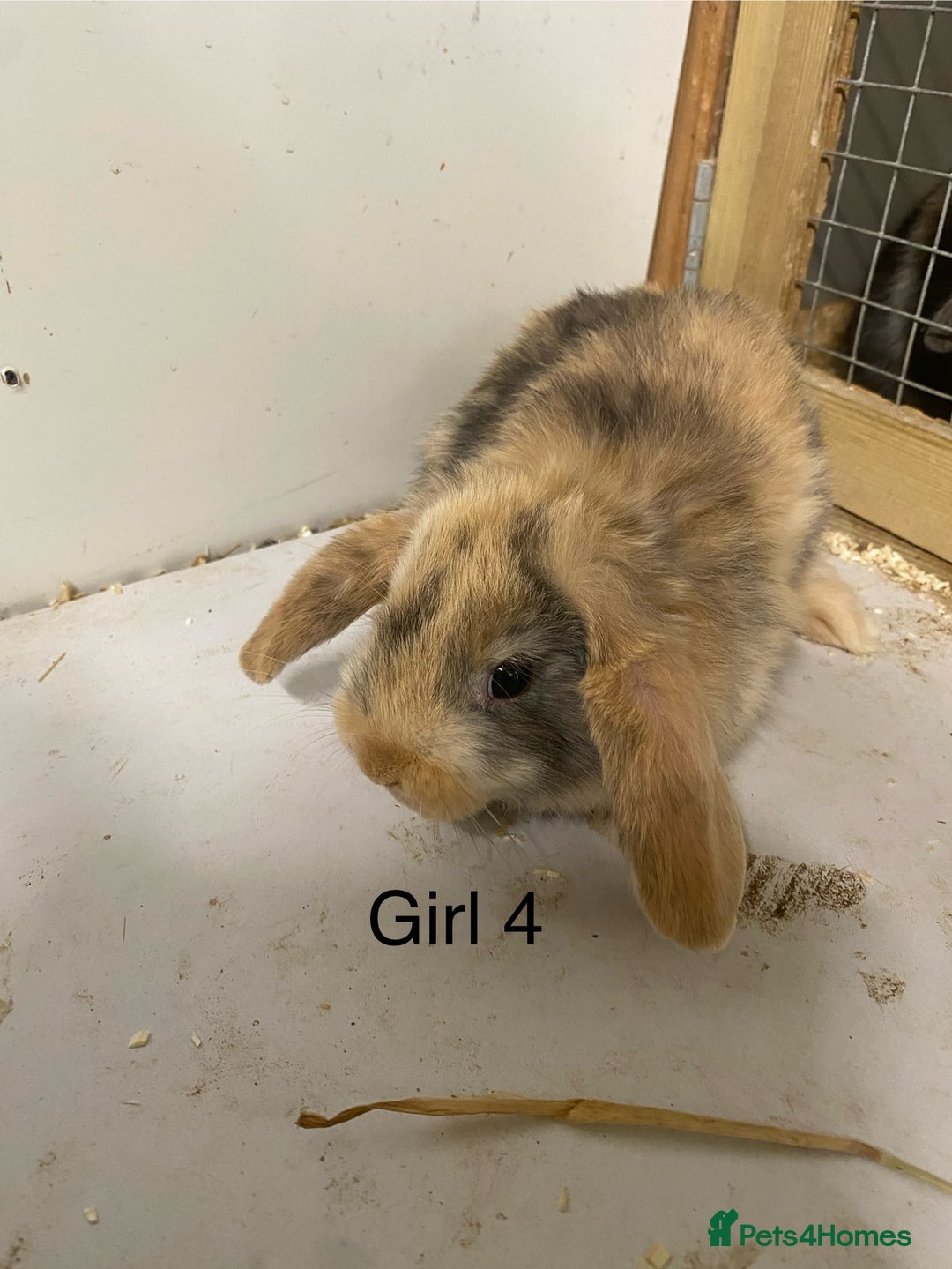 Mini Lop rabbits for sale: Beautiful Lop eared bunnies  - Advert 9