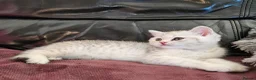 Scottish Fold cats for sale: Adorable Scottish Fold Straight Ear Tabby Kittens - Advert 16