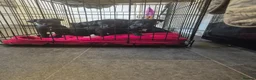 Mixed Breed dogs for sale: Patterdale/lakeland mix pups. - Advert 10