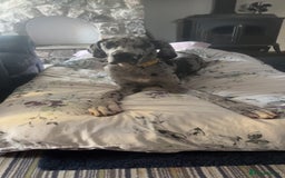 Great Dane dogs for sale: 10 month old, female Great Dane  - Image 4