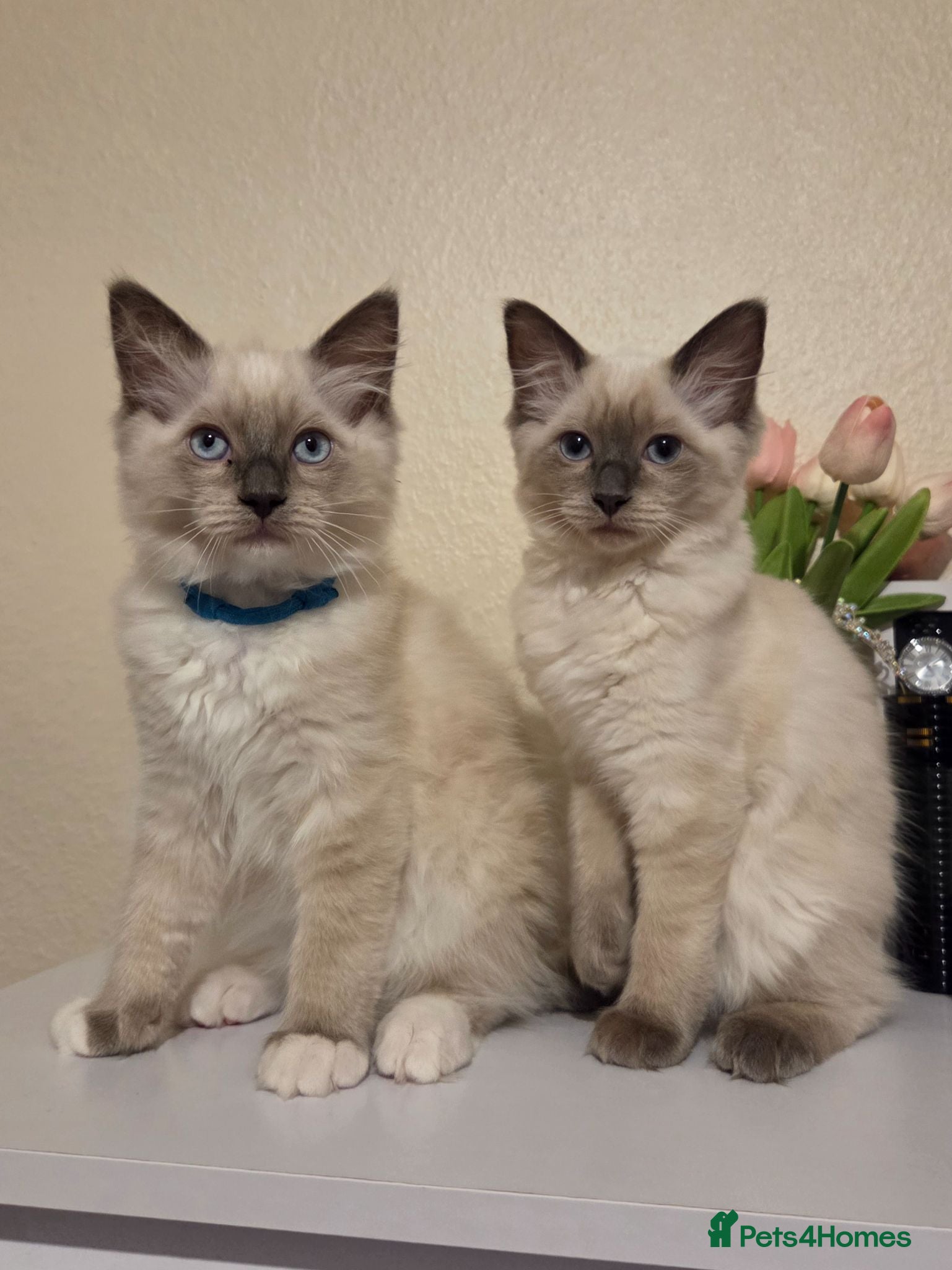 Ragdoll cats 🐾 Ragdoll Kittens Ready now !  - Advert 6