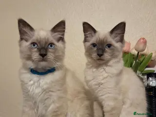Ragdoll cats 🐾 Ragdoll Kittens Ready now ! - Advert 2