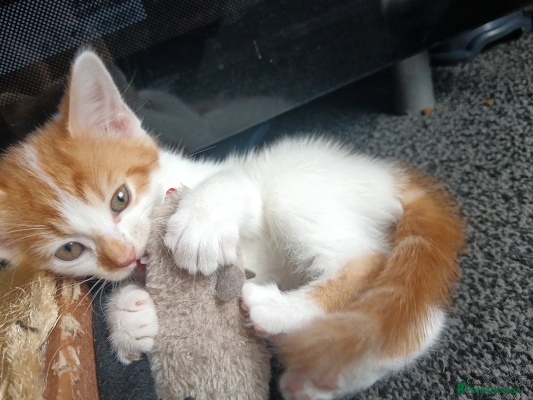 Mixed Breed cats for sale: 3 Gorgeous Kittens - Image 9