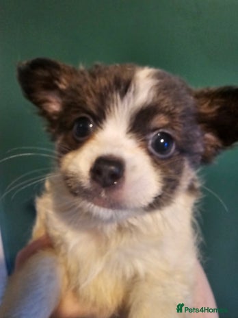 Chihuahua dogs - Advert 11