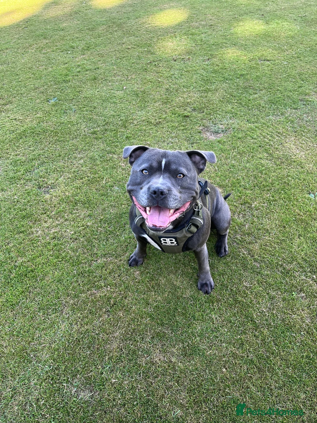 Staffordshire Bull Terrier dogs for stud: BLUE Staffy boy is ready for stud  - Advert 10