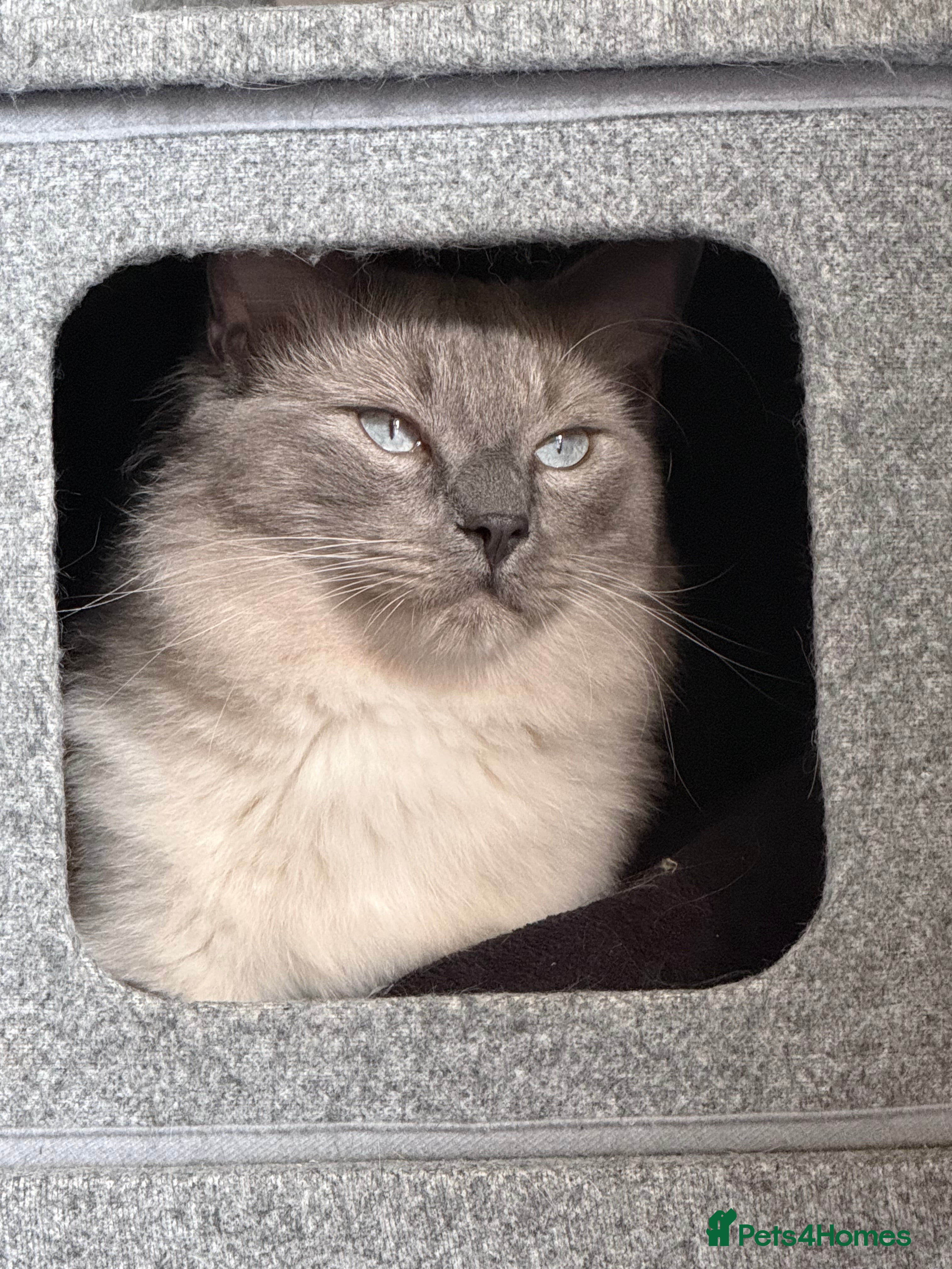 Ragdoll cats Ragdoll  - Advert 9