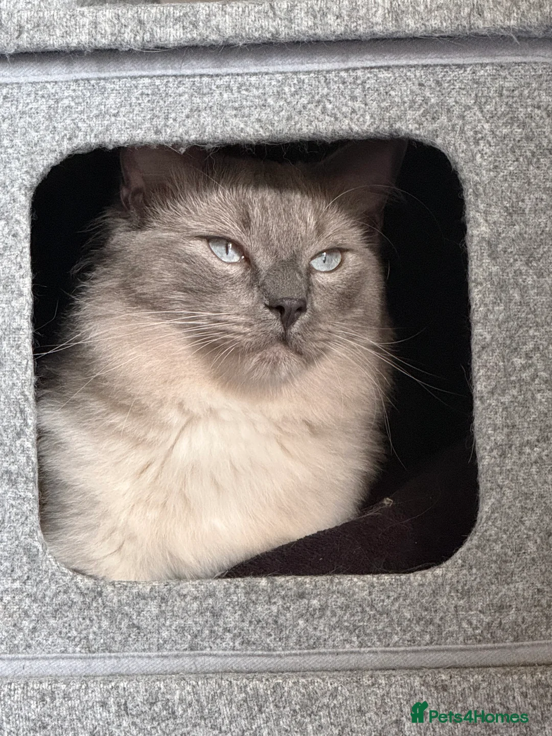 Ragdoll cats for sale: Ragdoll  - Advert 1