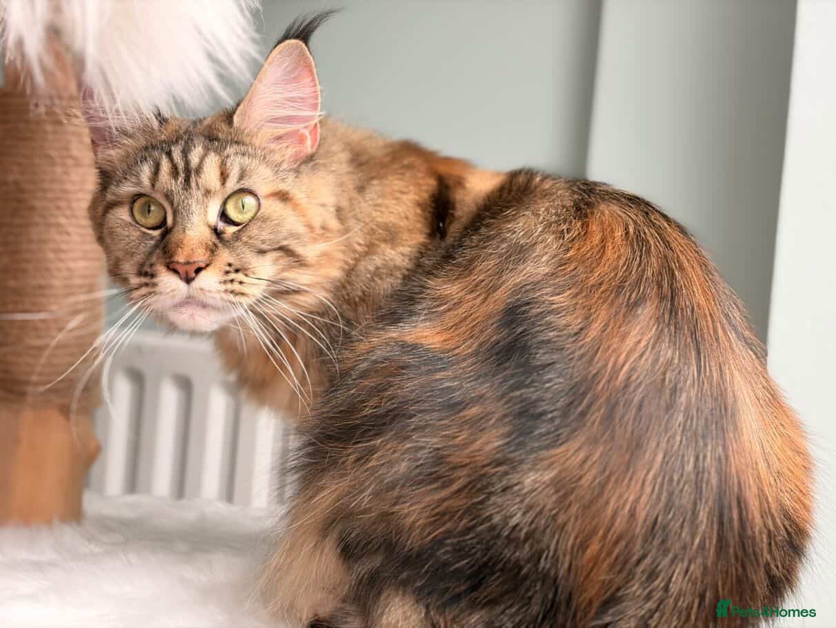Maine Coon cats for sale: TICA Mainecoon Litter Due  - Advert 8