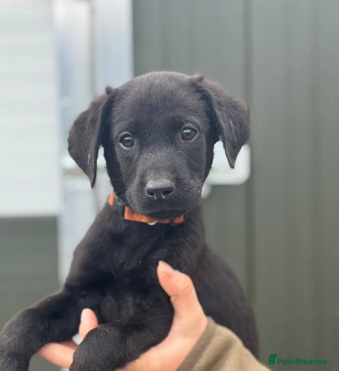 Labrador Retriever dogs for sale: Labrador pups looking for their forever home🏡  - Image 6