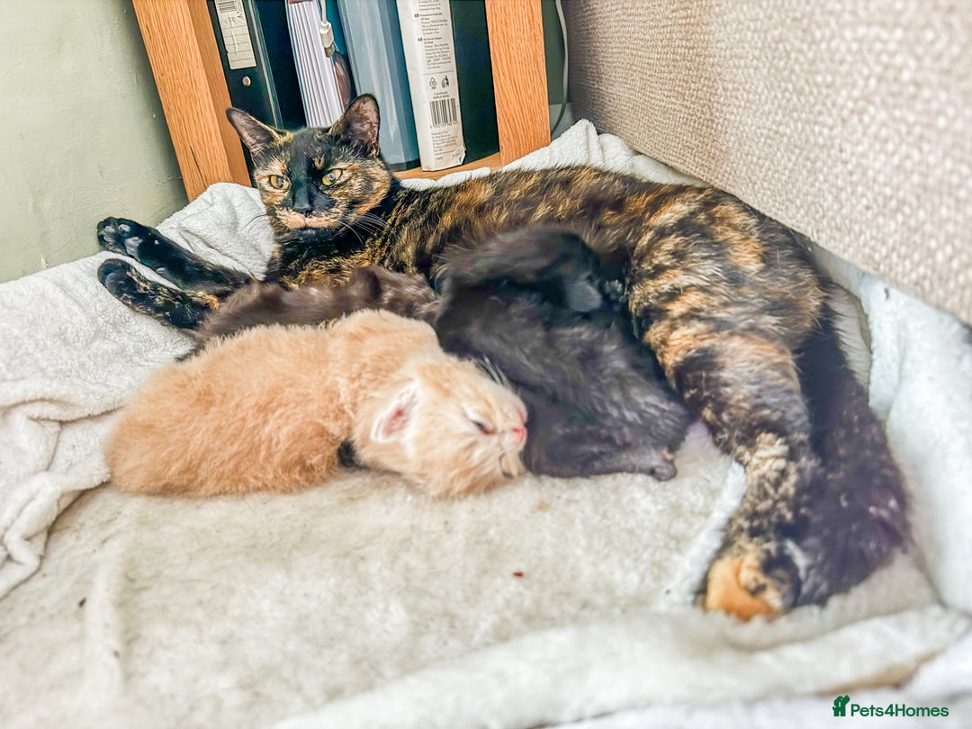 British Longhair cats for sale: Beautiful British longhair kittens - Image 14