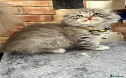 Scottish Fold cats for sale: Stunningly beautiful Scottish Fold x Ragdoll  - Image 23