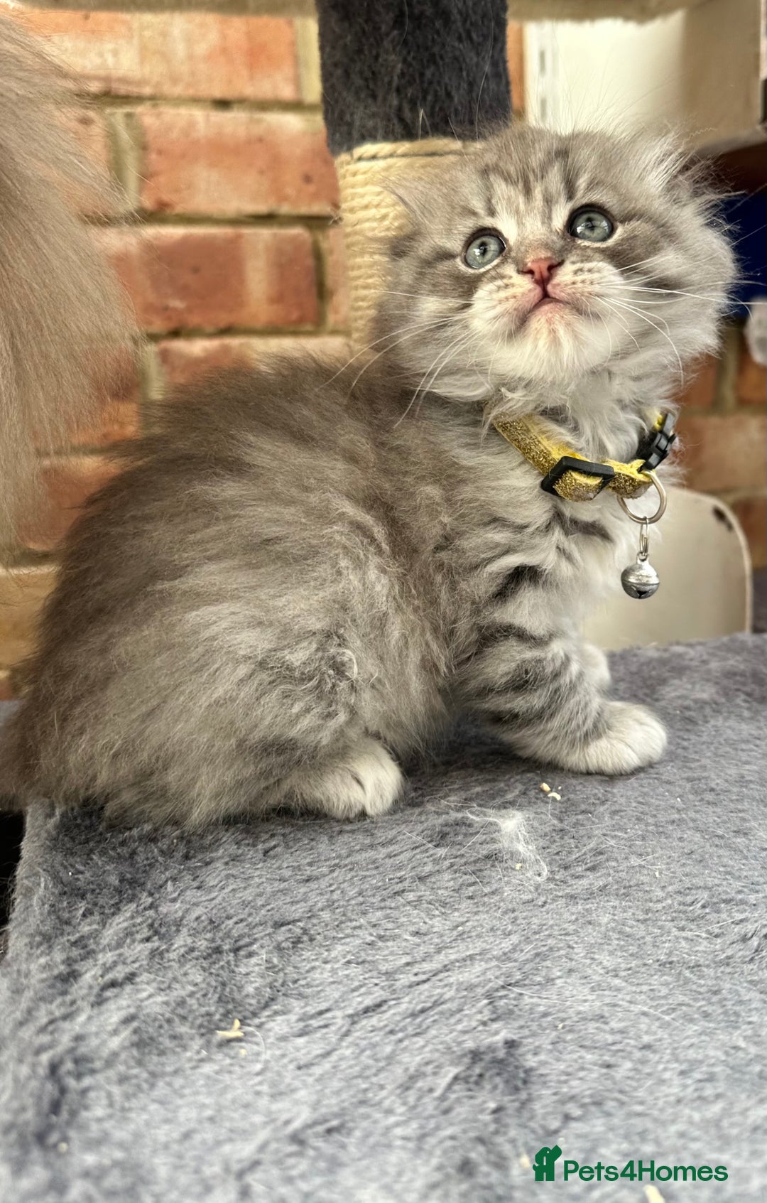 Scottish Fold cats for sale: Stunningly beautiful Scottish Fold x Ragdoll  - Image 23