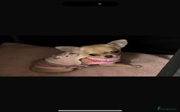 Chihuahua dogs for sale: 18 week old Tiny Female Chihuahua - Image 7