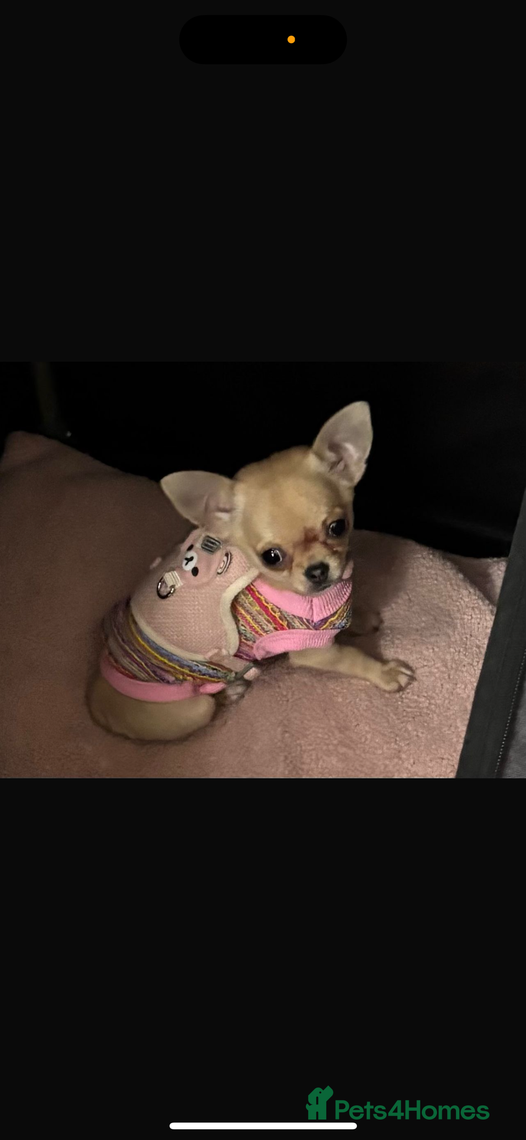 Chihuahua dogs for sale: 18 week old Tiny Female Chihuahua - Image 7