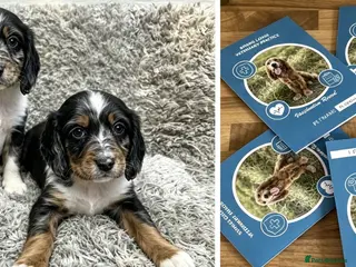 Cocker Spaniel dogs Cocker spaniel puppies - Advert 1