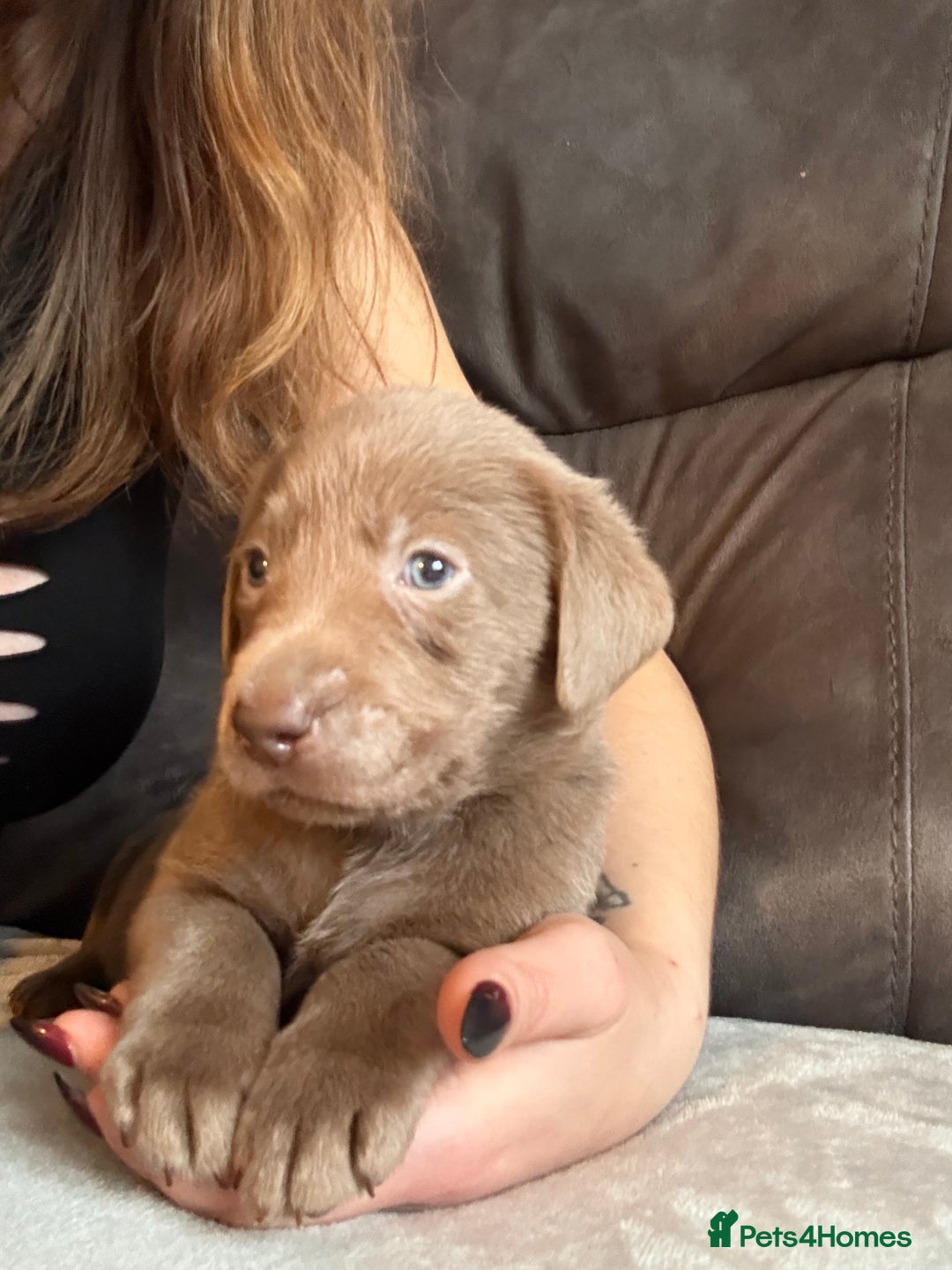 Labrador Retriever dogs for sale: Silver Labrador retriever puppies - Advert 35