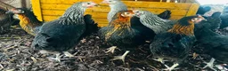 Chickens poultry for sale: 🌸🐔Updated 26th July - POINT OF LAY CHICKENS 🐔🌸 - Advert 3