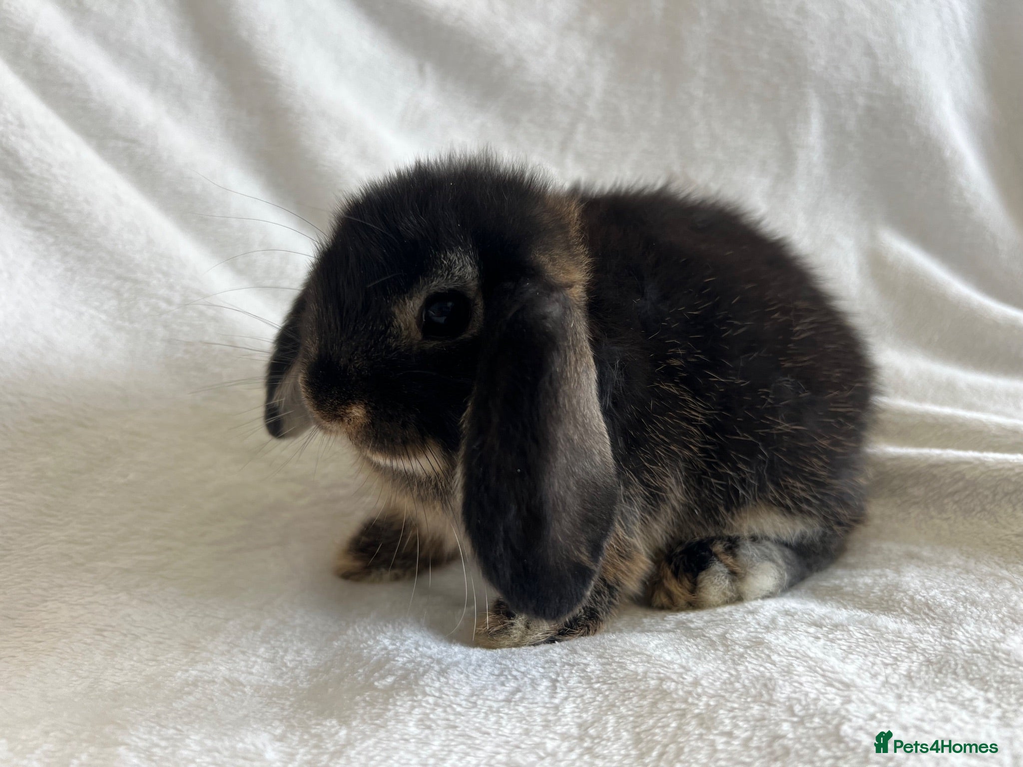 Mini Lop rabbits Mini Lop Girl Available Now!  - Advert 7