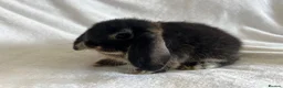 Mini Lop rabbits for sale: Mini Lop Girl Available Now!  - Advert 1