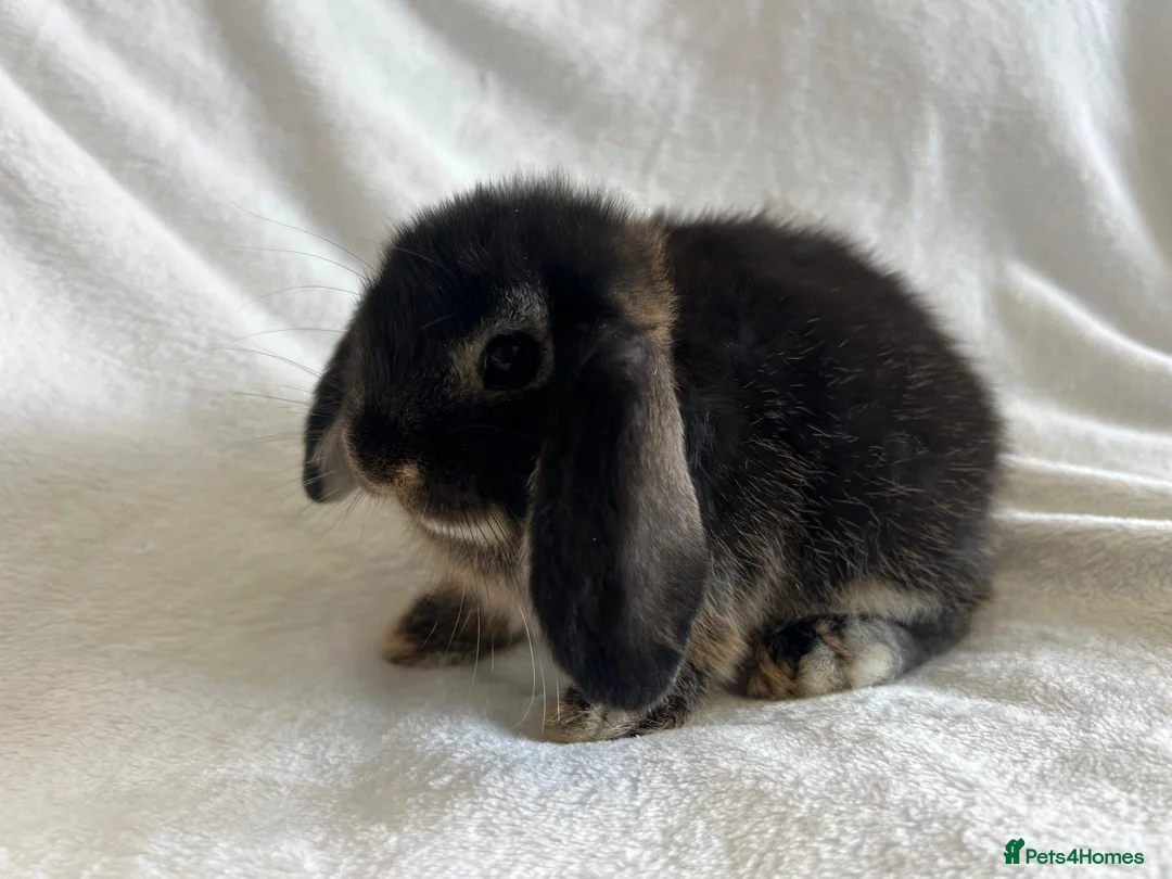 Mini Lop rabbits for sale: Mini Lop Girl Available Now!  - Advert 1