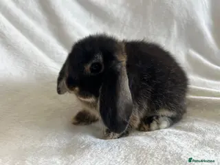 Mini Lop rabbits Mini Lop Girl Available Now! - Advert 7