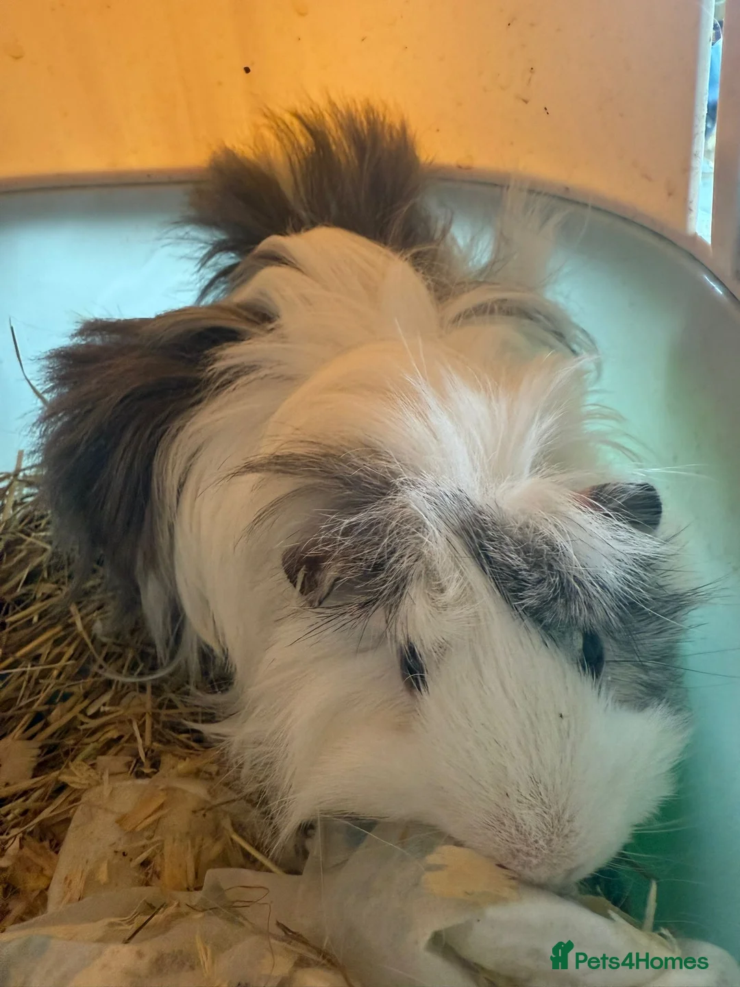 Guinea Pig rodents for sale: 5 Baby Guinea Pigs Mixed Sex Born 26/3 - Advert 7