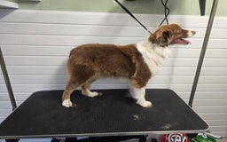 Australian Shepherd dogs for sale: Champion kc registerd pups - Image 9