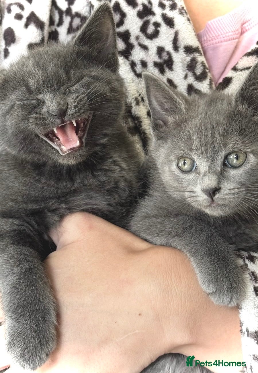 British Shorthair cats Kittens - Advert 1
