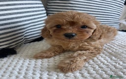 Cavapoo dogs for sale: STUNNING DNA TESTED TOY CAVAPOOS - Image 4