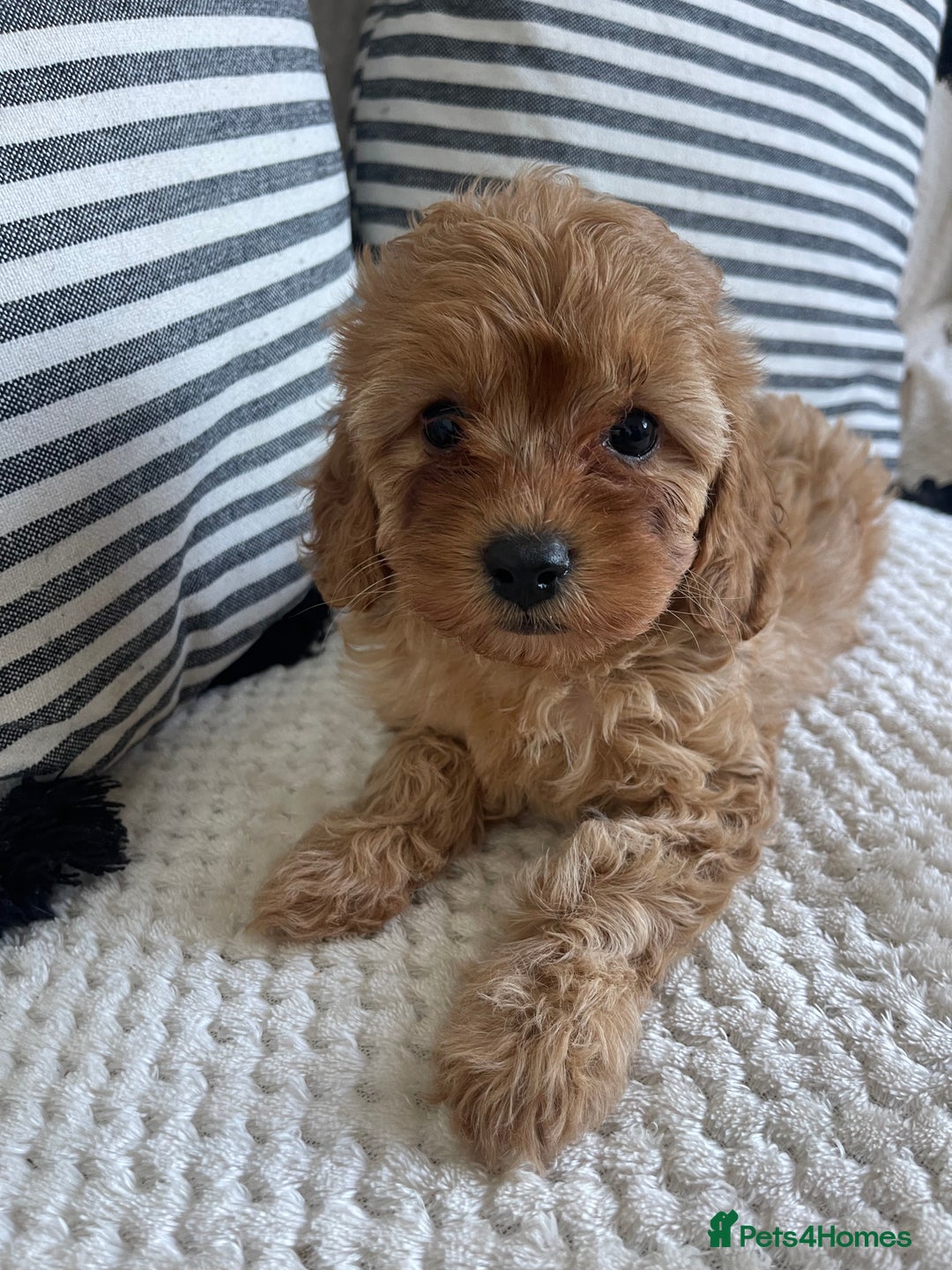 Cavapoo dogs for sale: STUNNING DNA TESTED TOY CAVAPOOS - Image 4