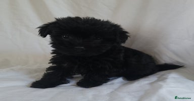 Morkie dogs - Advert 4