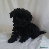 Morkie dogs - Advert 4
