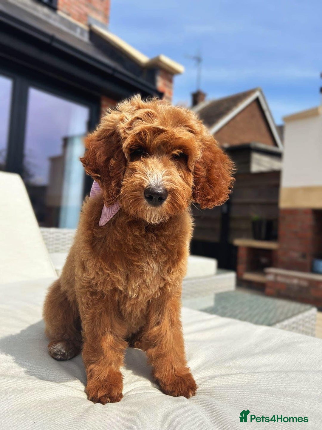 Labradoodle dogs for sale: Multigenerational Miniature Labradoodles - Image 18