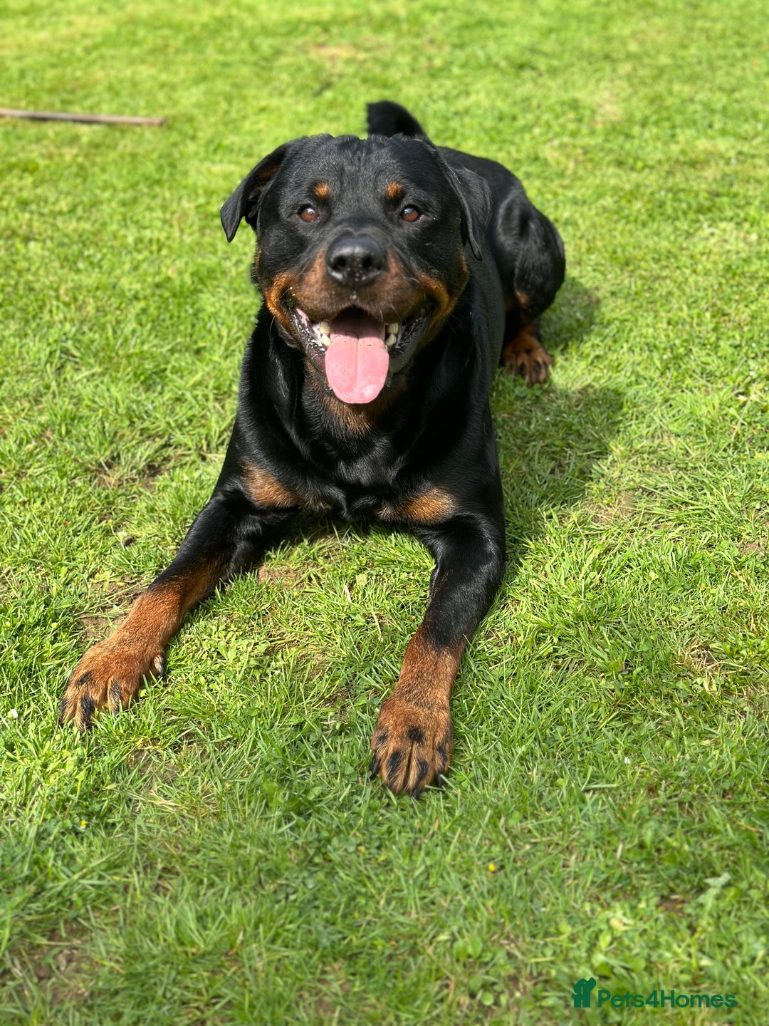 Rottweiler dogs for stud: Cruz available for Stud - Image 8