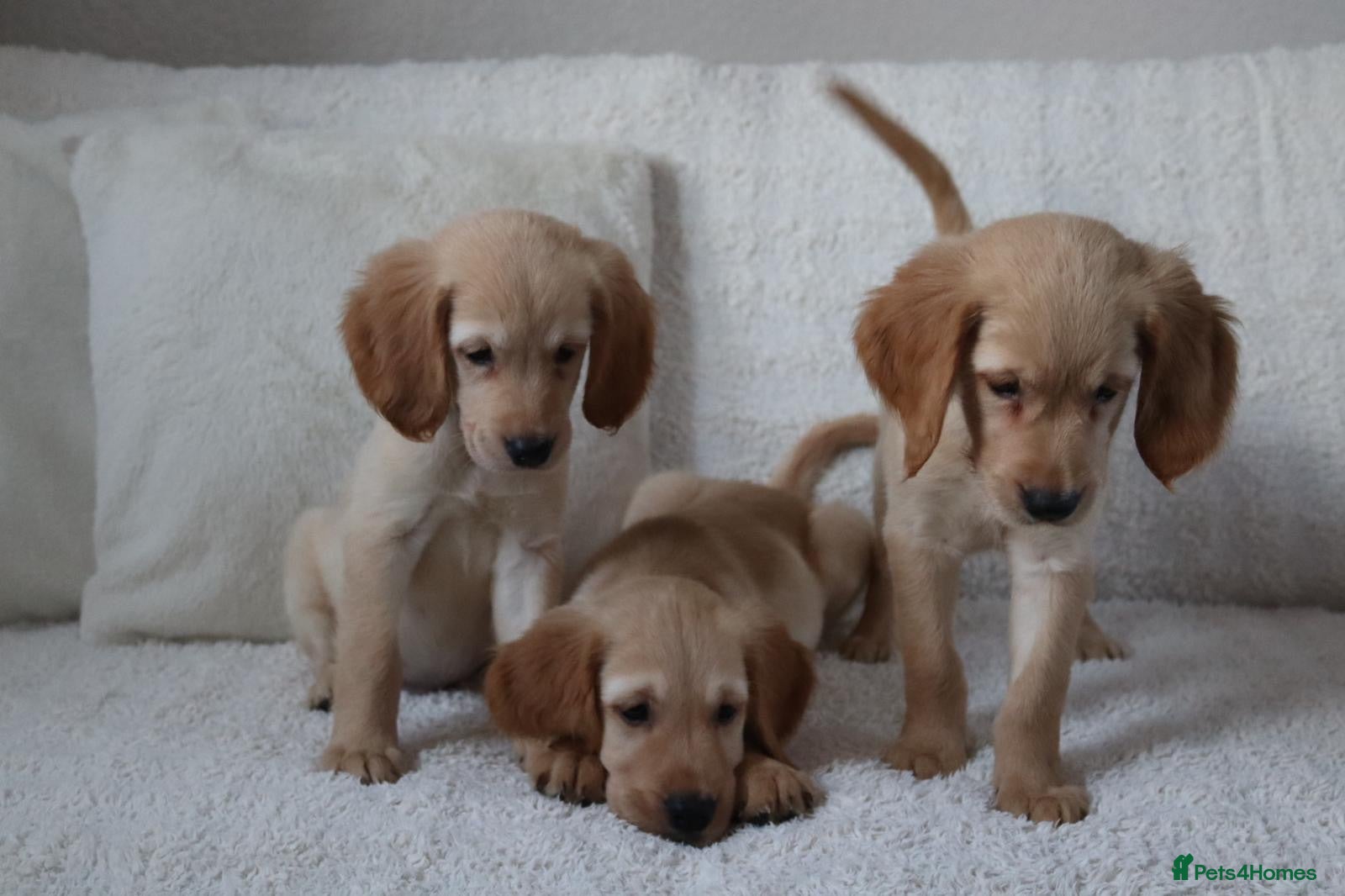 Golden Retriever dogs ⭐️ 2 boys ⭐️  Royal Kennel Club Registered ⭐️ - Advert 2
