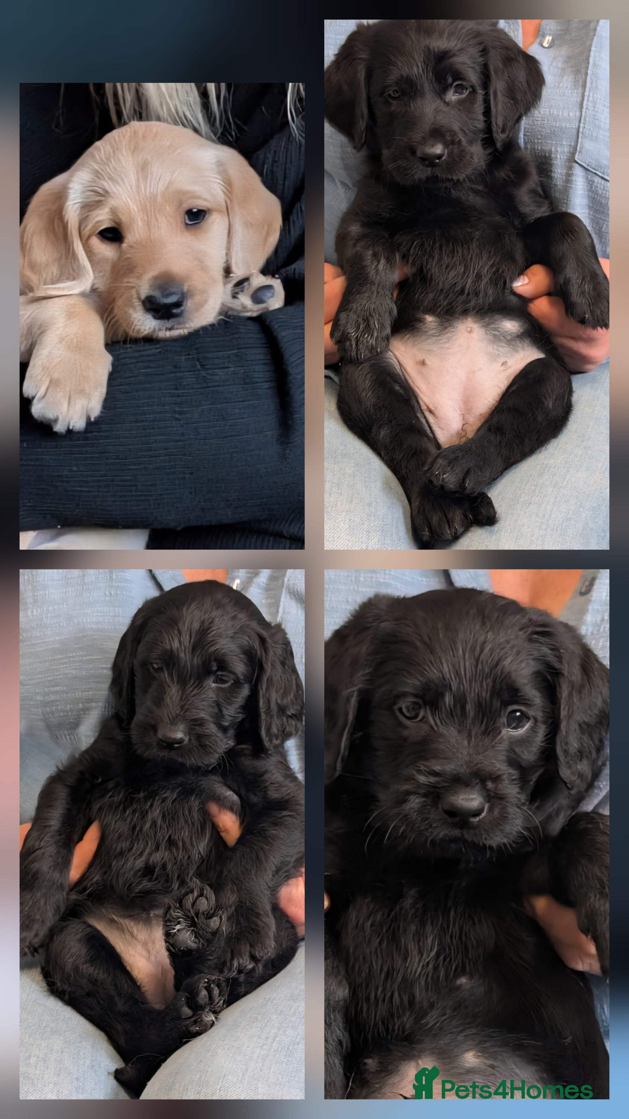 Labradoodle dogs Adorable Labradoodle puppies - Advert 5