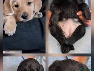 Labradoodle dogs Adorable Labradoodle puppies - Advert 2