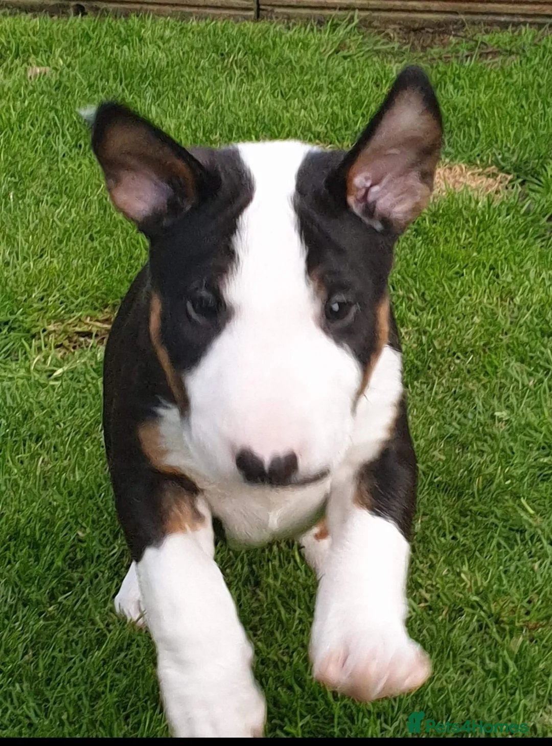 English Bull Terrier dogs for stud: Bull terrier at stud  fully health tested  - Advert 20