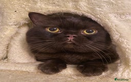 British Shorthair cats for stud: BRITISH SHORT HAIR STUD  - Image 1